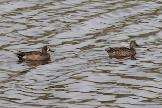 Blue-winged Teal, ML532394031