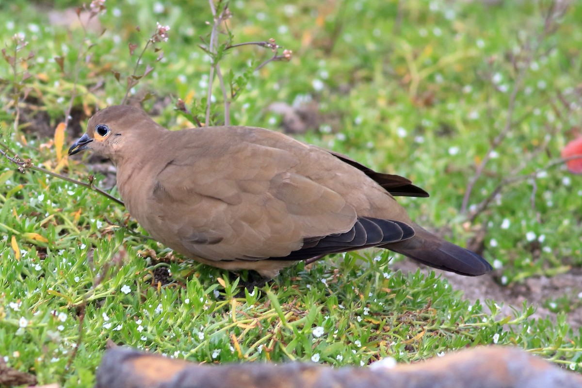 Black-winged Ground Dove - ML532394571