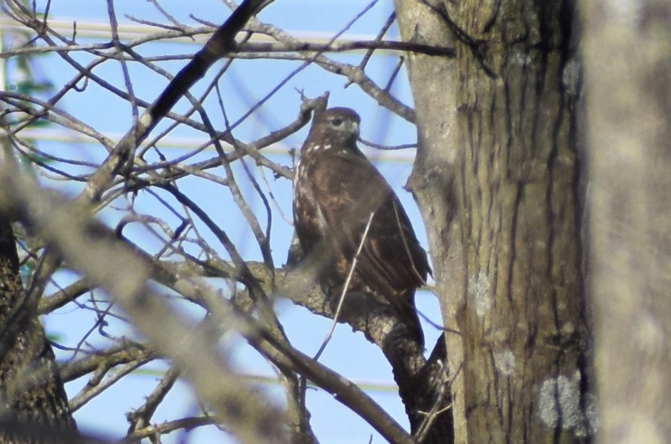 Red-tailed Hawk (Harlan's) - ML532398361
