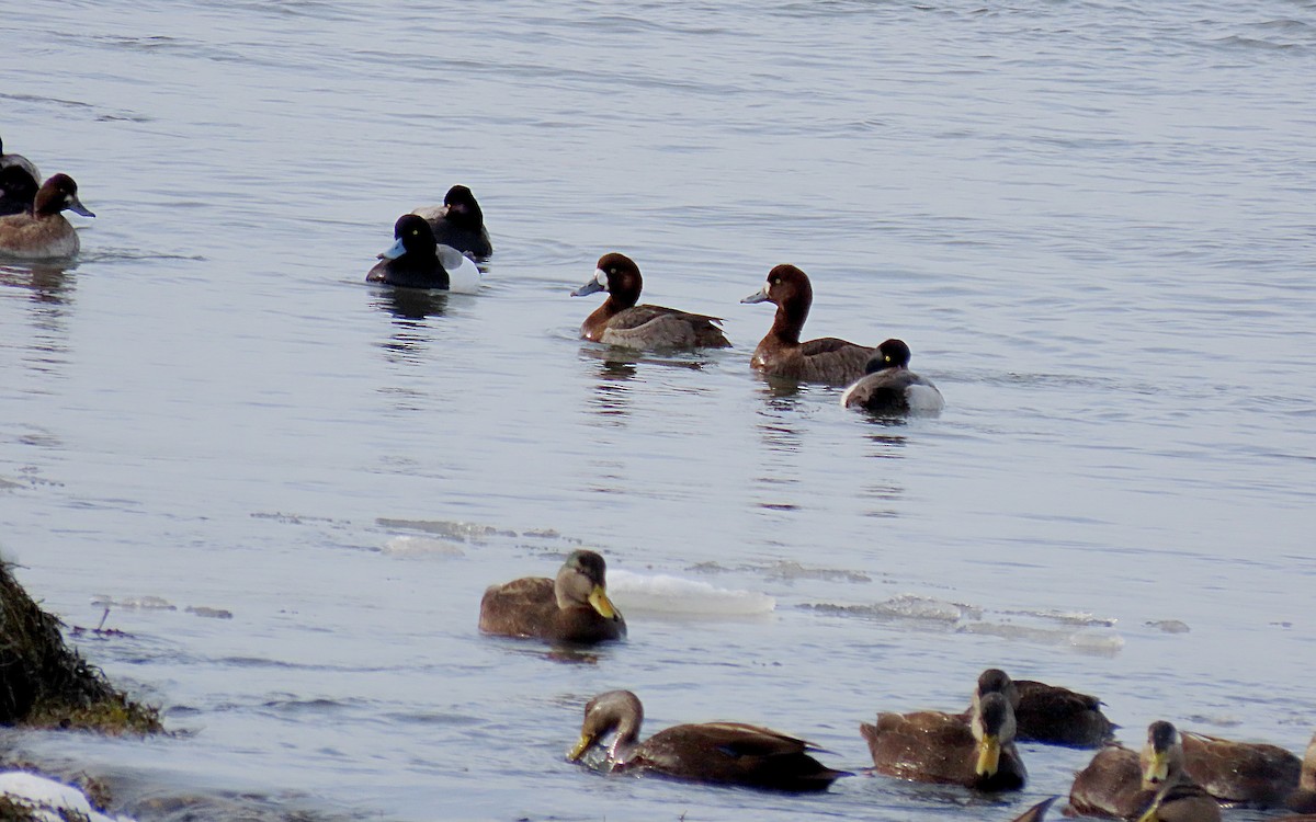 Greater Scaup - ML532399291