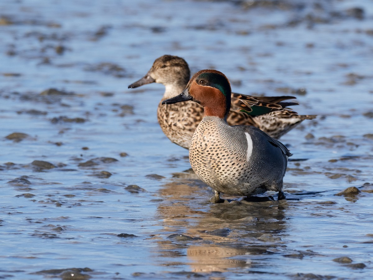 Green-winged Teal - ML532403071