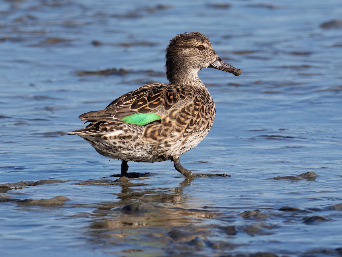 Green-winged Teal - ML532403081