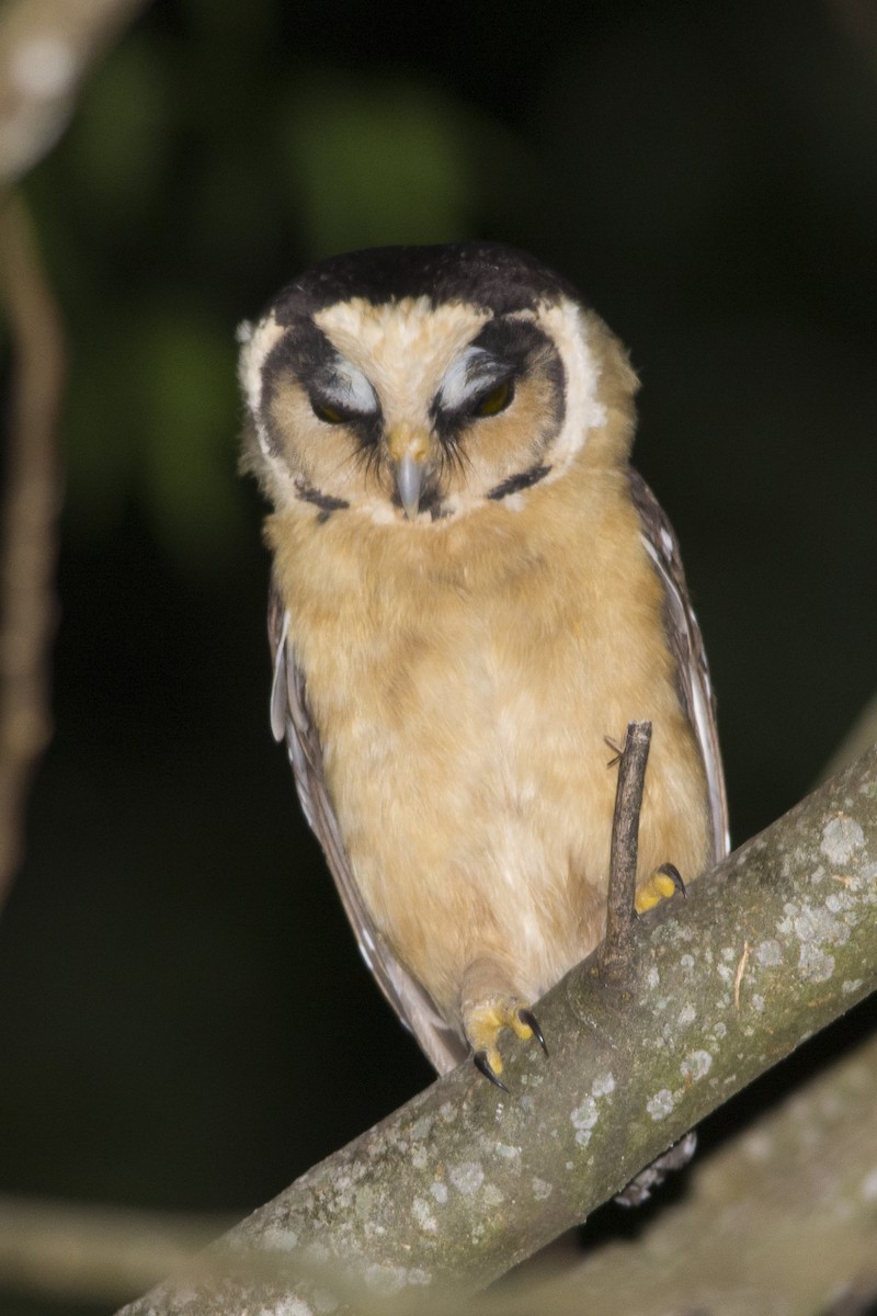 Buff-fronted Owl - ML532408211