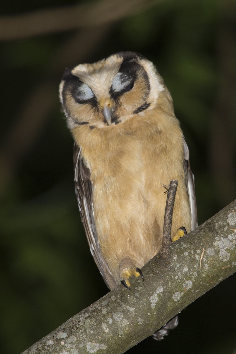 Buff-fronted Owl - ML532408221