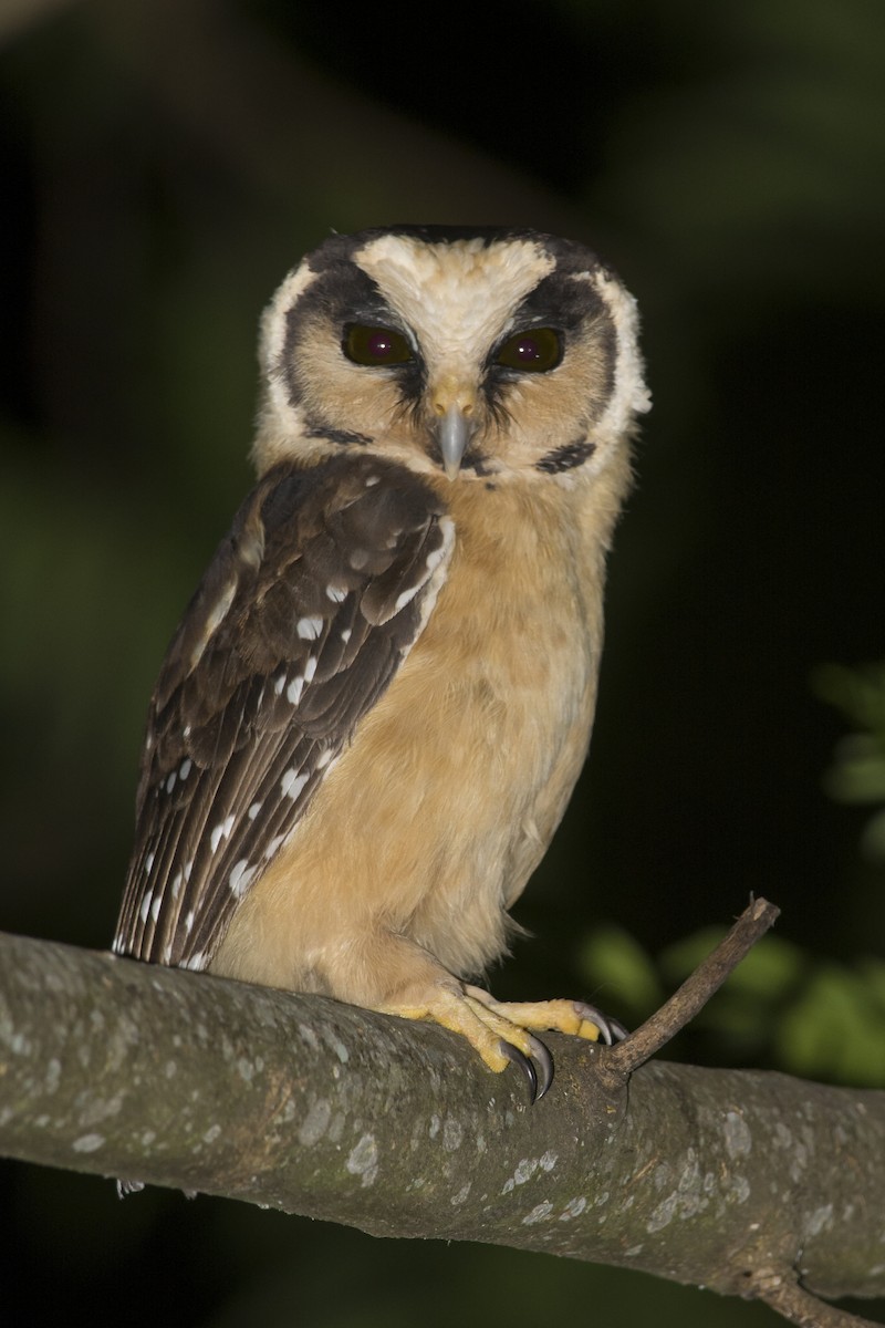 Buff-fronted Owl - ML532408291