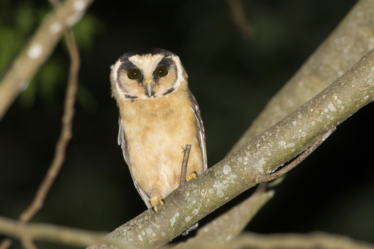 Buff-fronted Owl - ML532408301