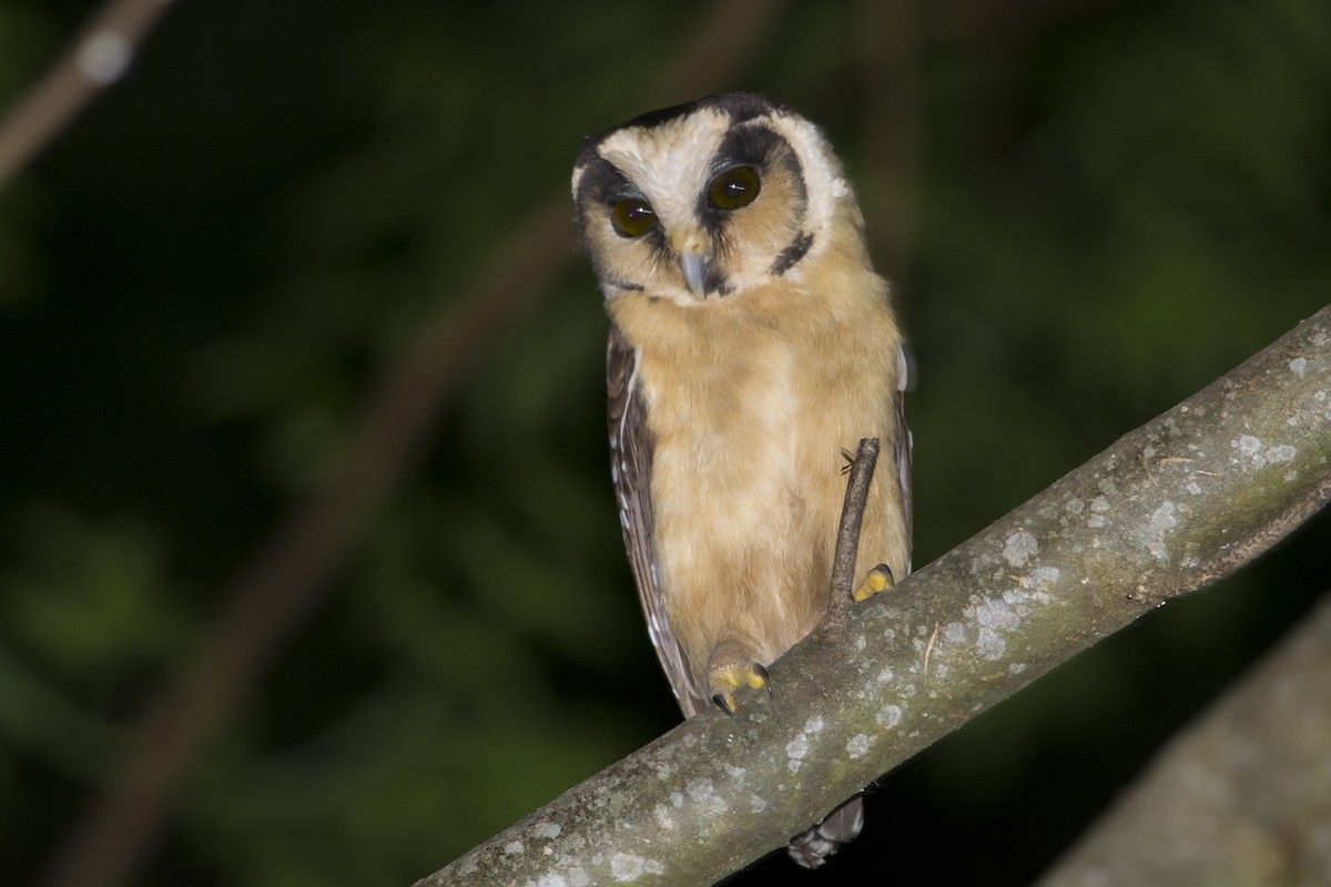 Buff-fronted Owl - ML532408331