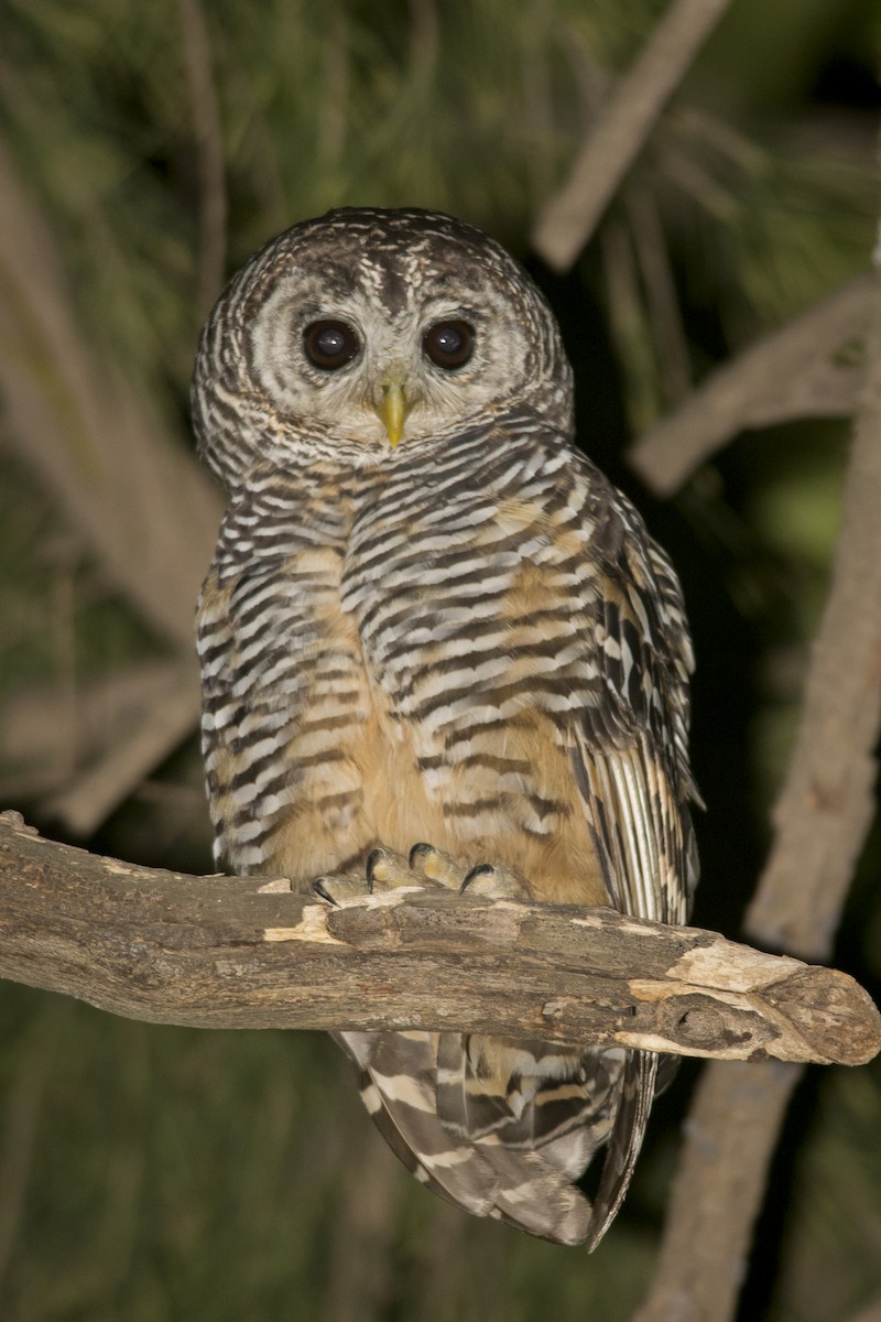 Chaco Owl - ML532409071