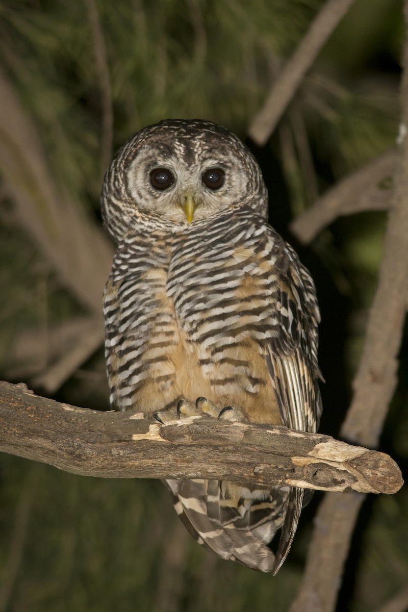 Chaco Owl - ML532409081
