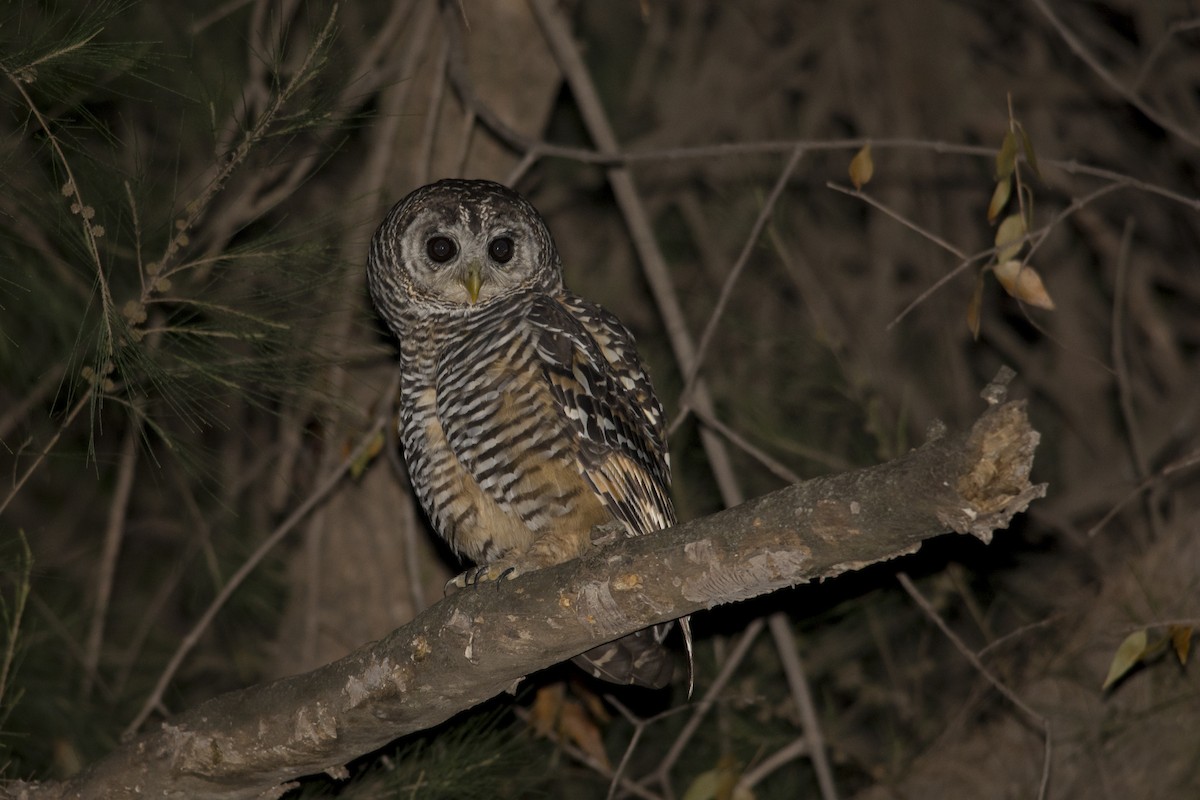 Chaco Owl - ML532409091