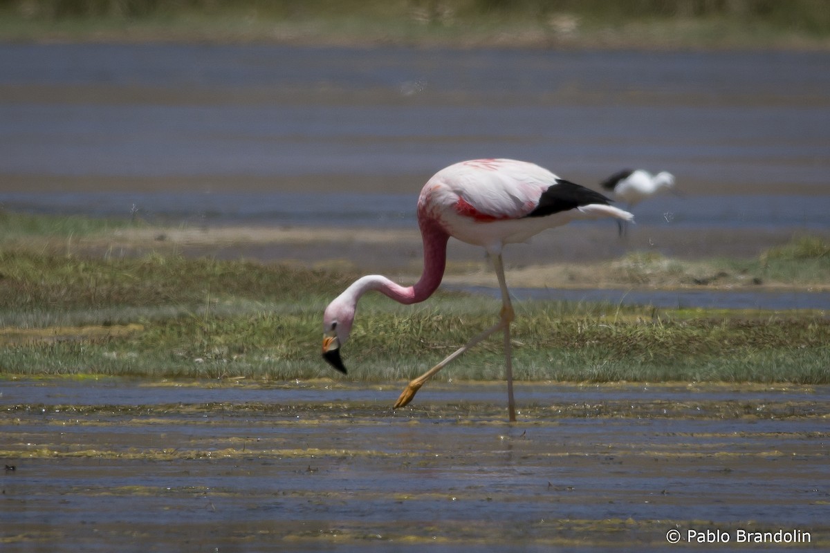 Andean Flamingo - ML532410051