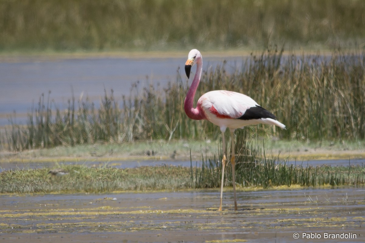 Andean Flamingo - ML532410061