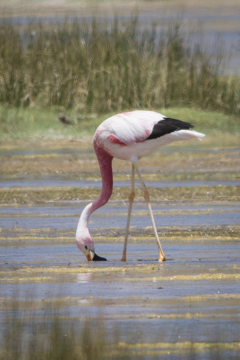 Andean Flamingo - ML532410071