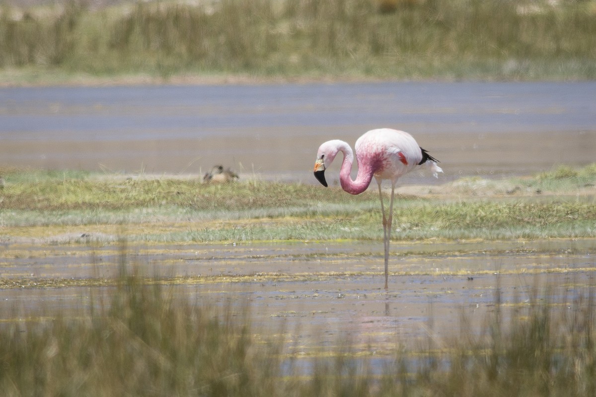 Andean Flamingo - ML532410081