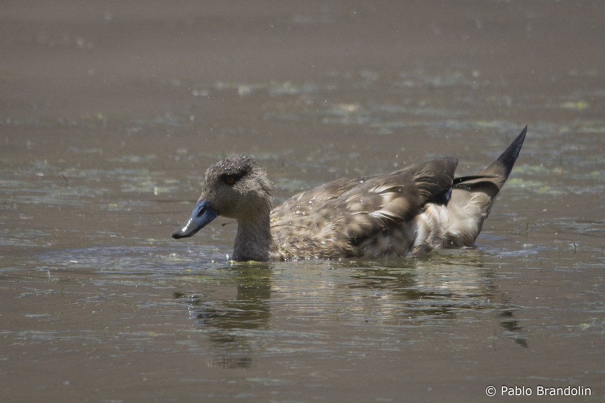 Crested Duck - ML532410181