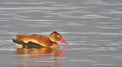 Black-bellied Whistling-Duck (fulgens) - ML53241081