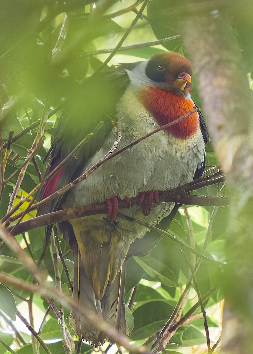 Flame-breasted Fruit-Dove - ML532417021