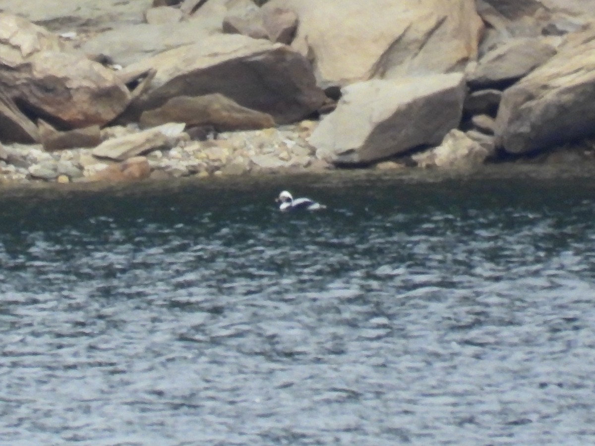 Long-tailed Duck - ML532418451