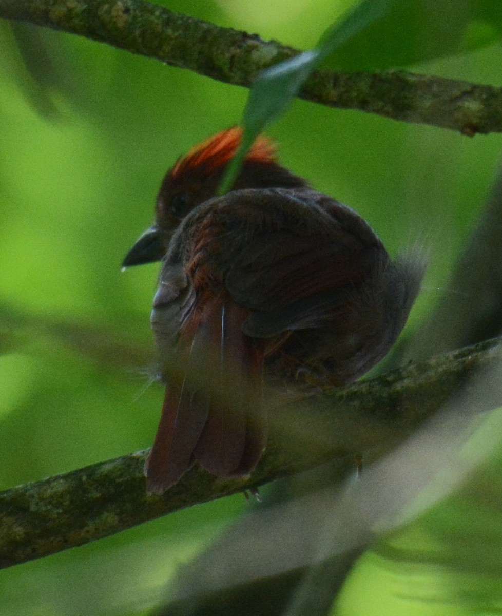 Red-crowned Ant-Tanager - ML532418481