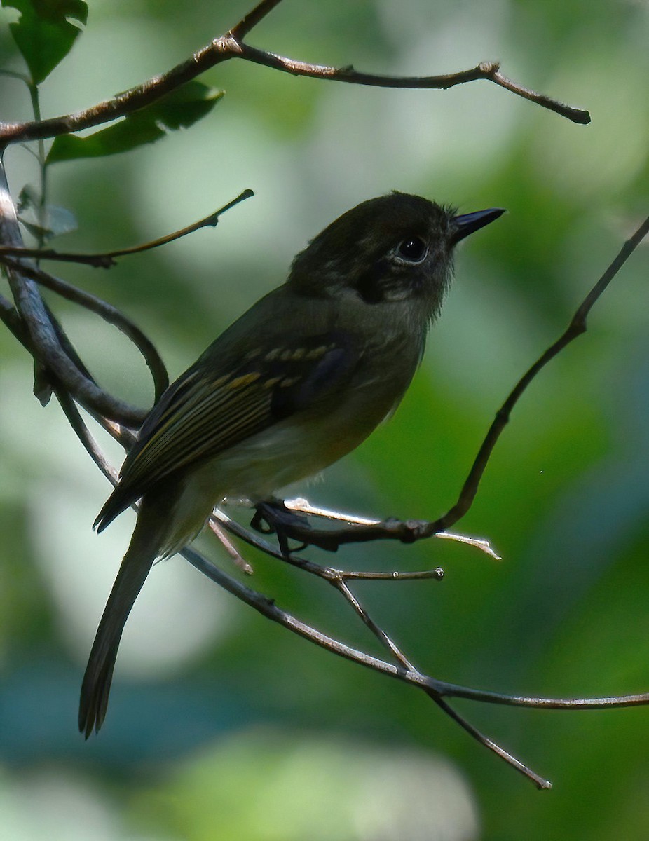 Sepia-capped Flycatcher - ML532422381
