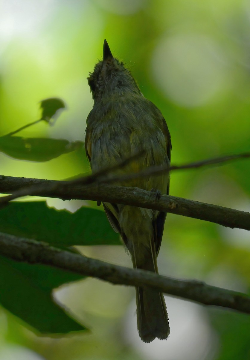 Sepia-capped Flycatcher - ML532422401