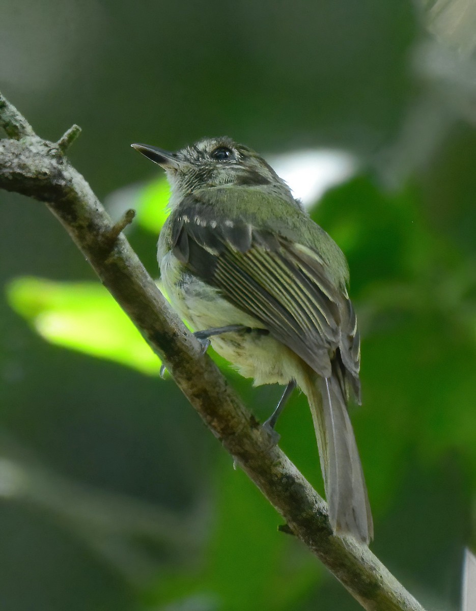 Sepia-capped Flycatcher - ML532422451
