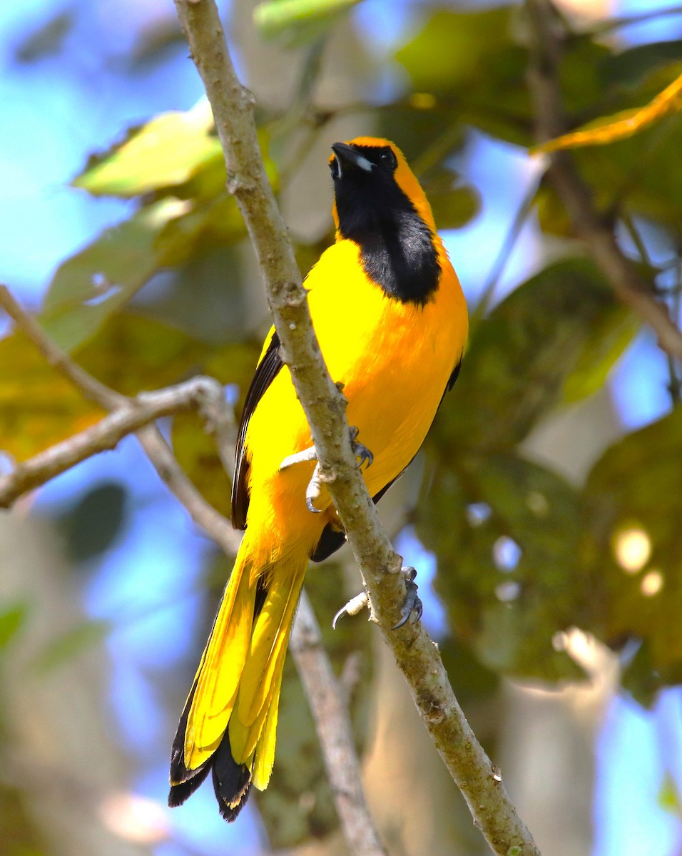 Yellow-tailed Oriole - ML532424151