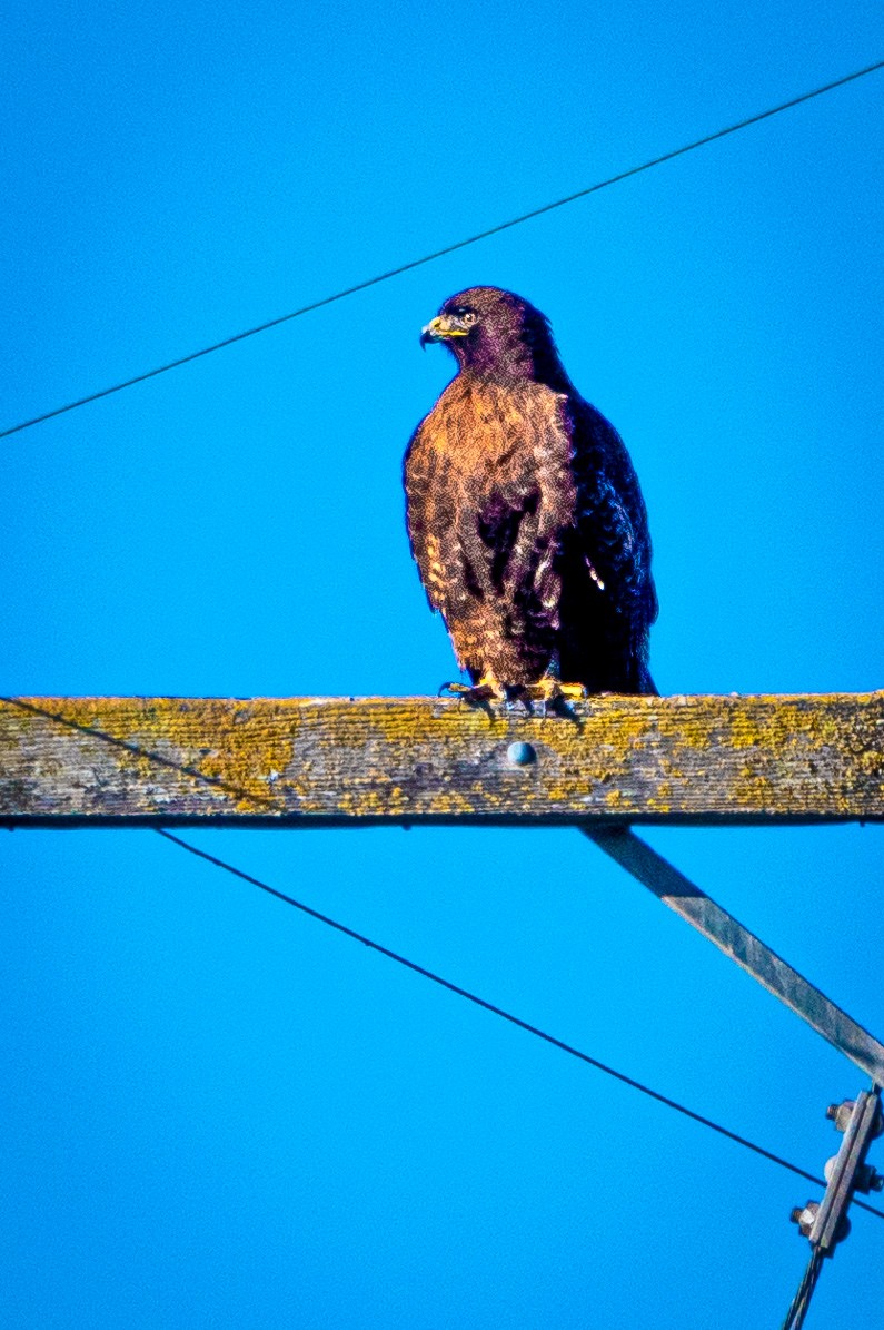 Red-tailed Hawk - ML532430461