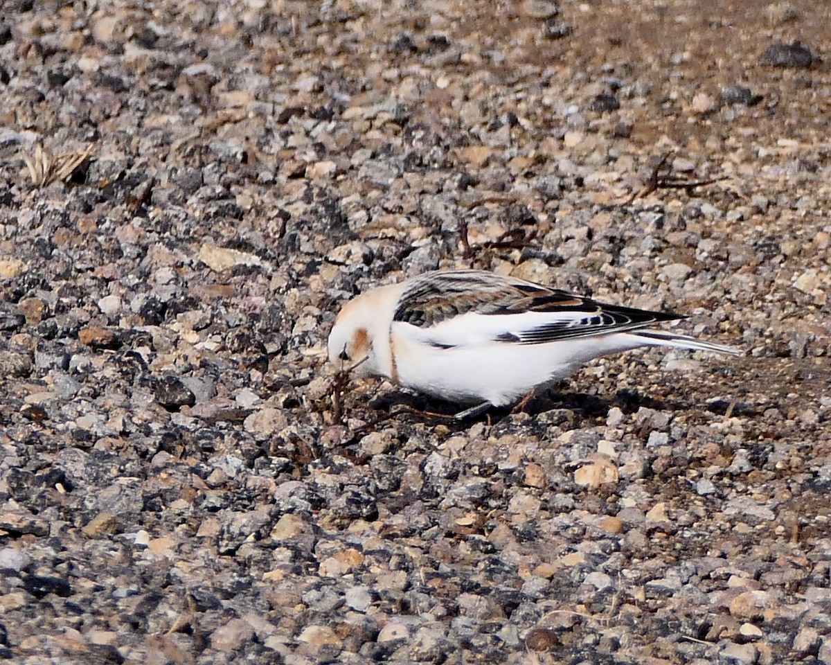 Snow Bunting - Jean Campbell