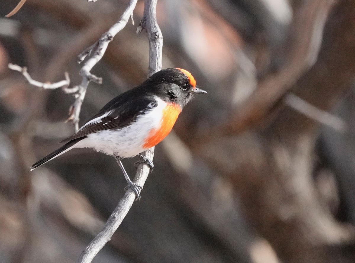 Red-capped Robin - ML532437771