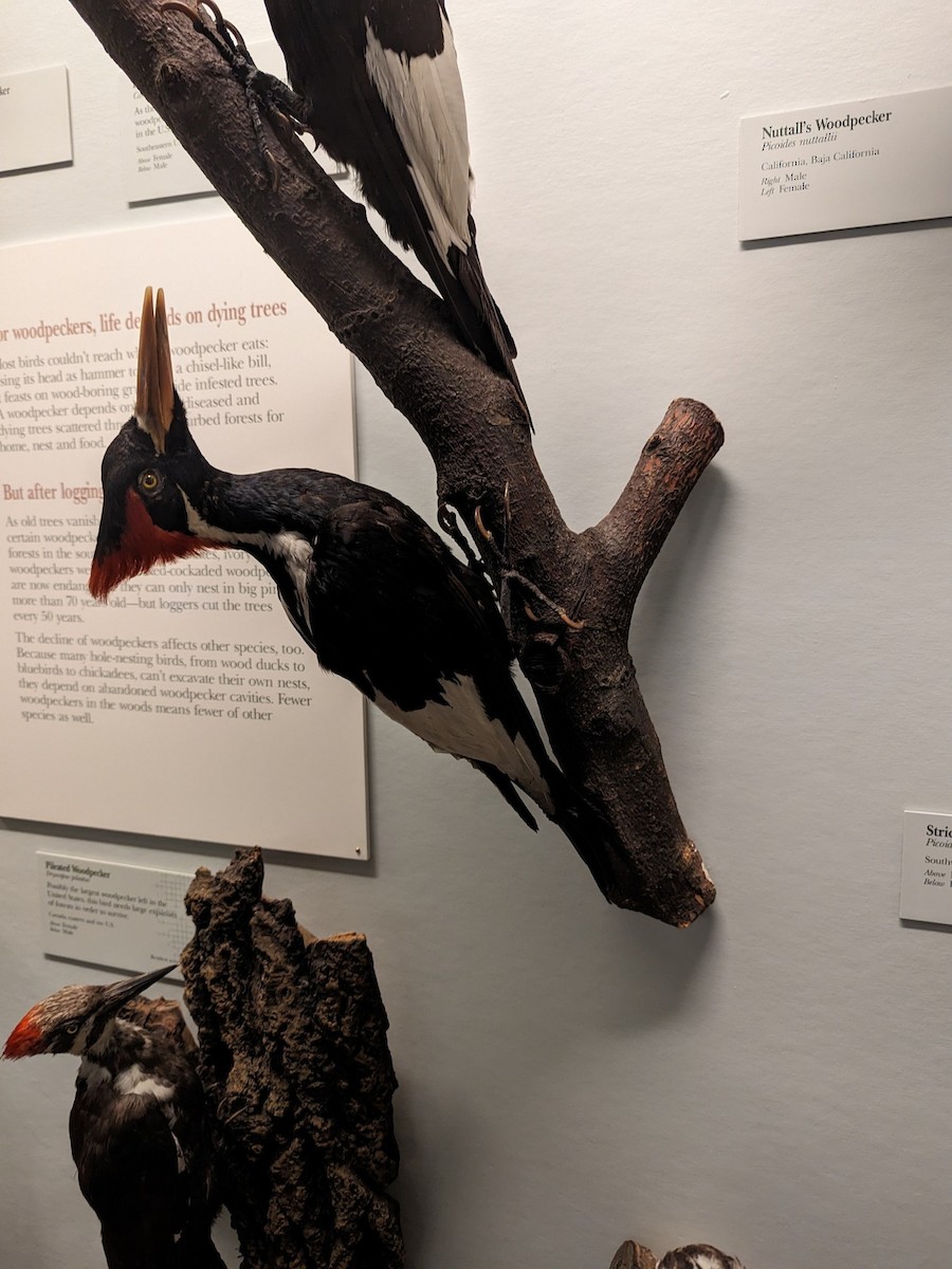 Ivory-billed Woodpecker (Northern) - AL Reports from Other Birders