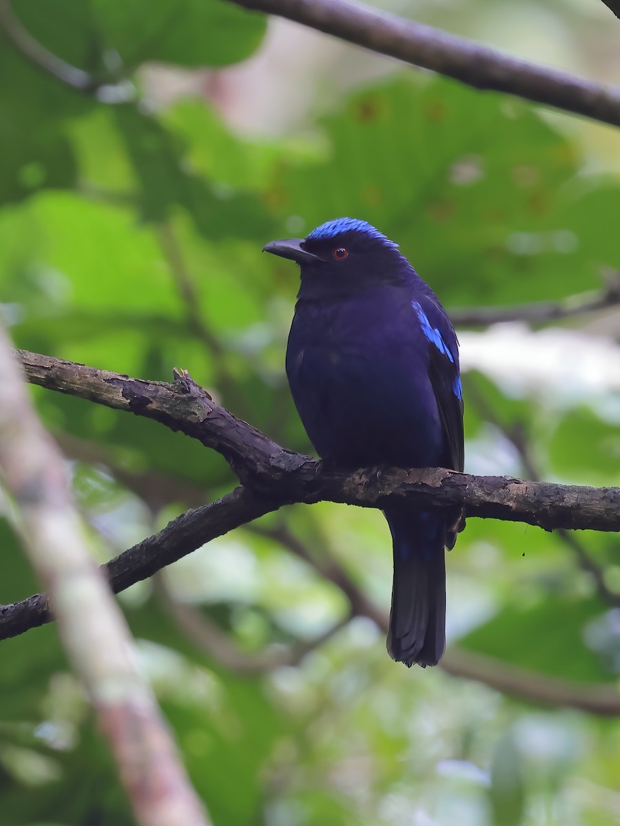 Philippine Fairy-bluebird - Jeran Lin