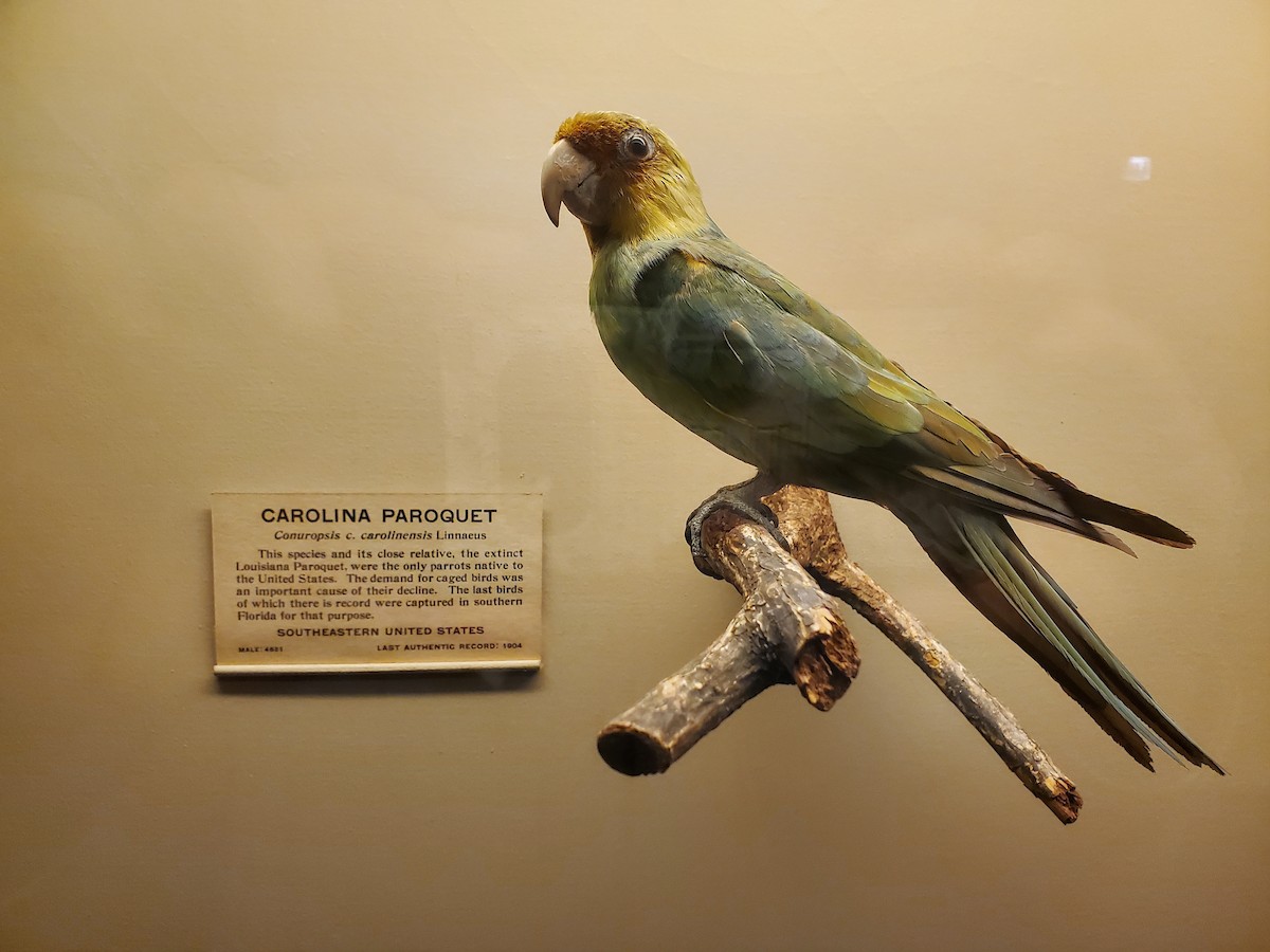 Carolina Parakeet - AL Reports from Other Birders
