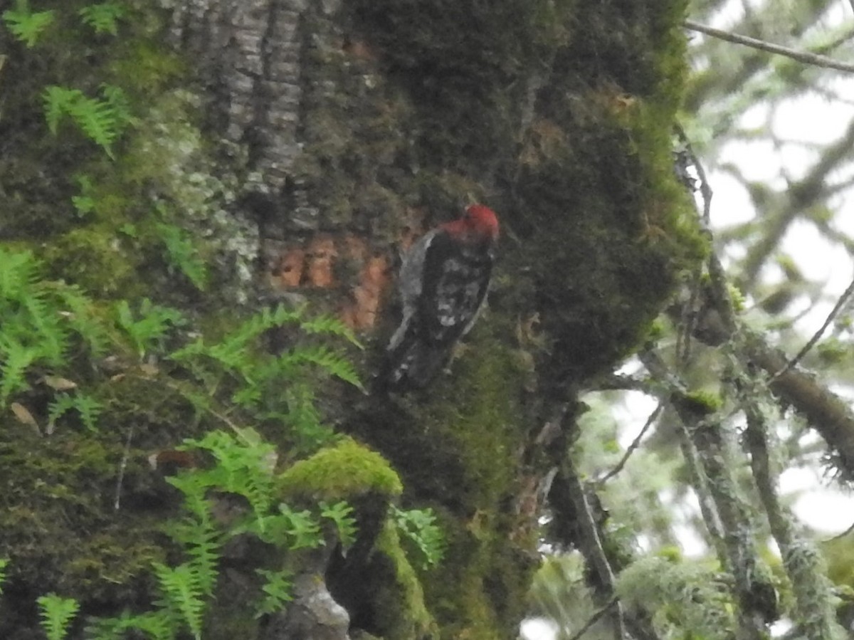 Red-breasted Sapsucker - ML532444081