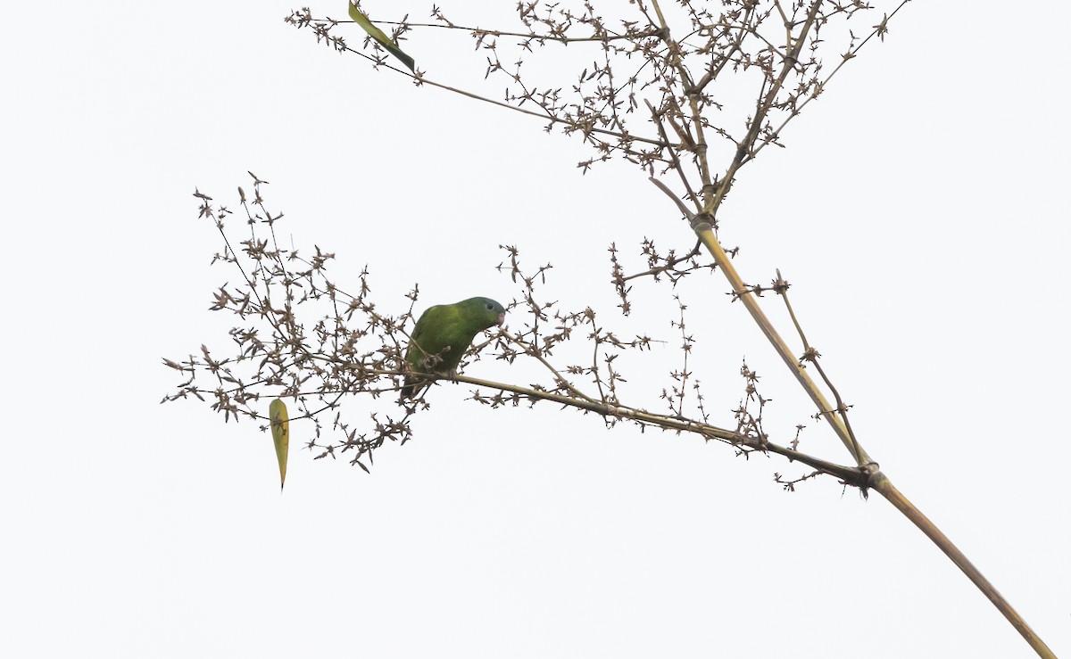 Перуанский попугай-крошка - ML532446651