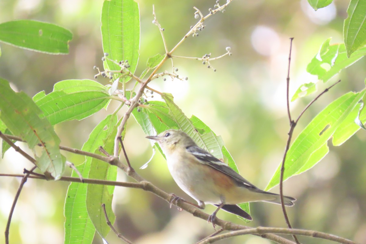 Bay-breasted Warbler - ML532446681