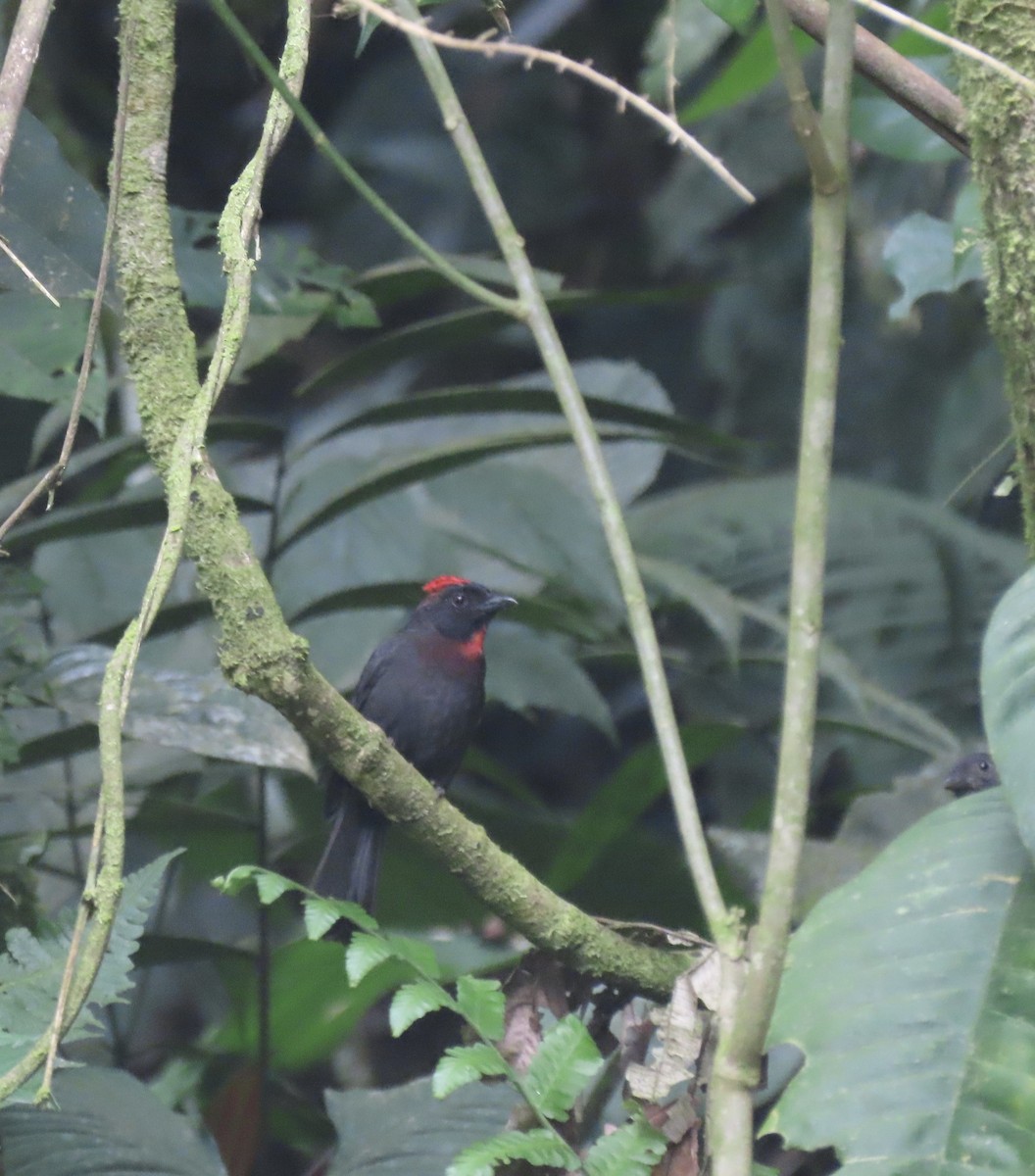 Sooty Ant-Tanager - ML532447061