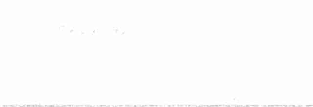 Cygne siffleur - ML532448731