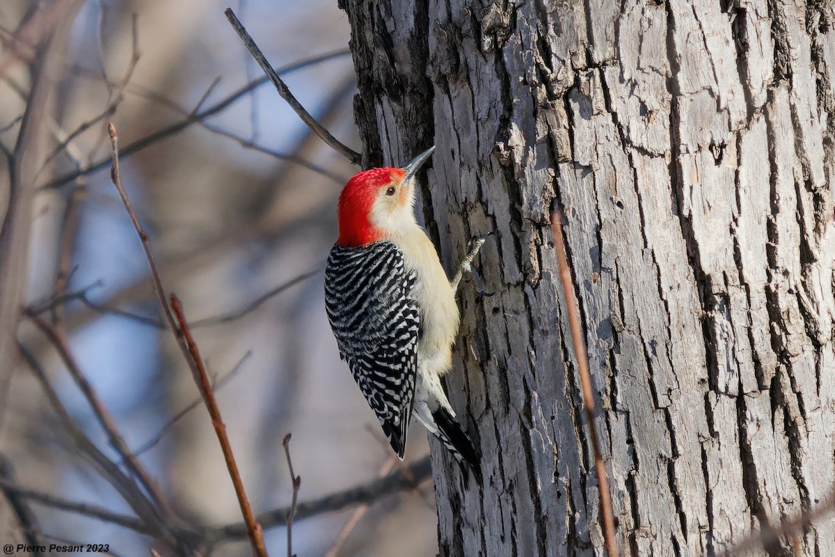 Red-bellied Woodpecker - Pierre Pesant