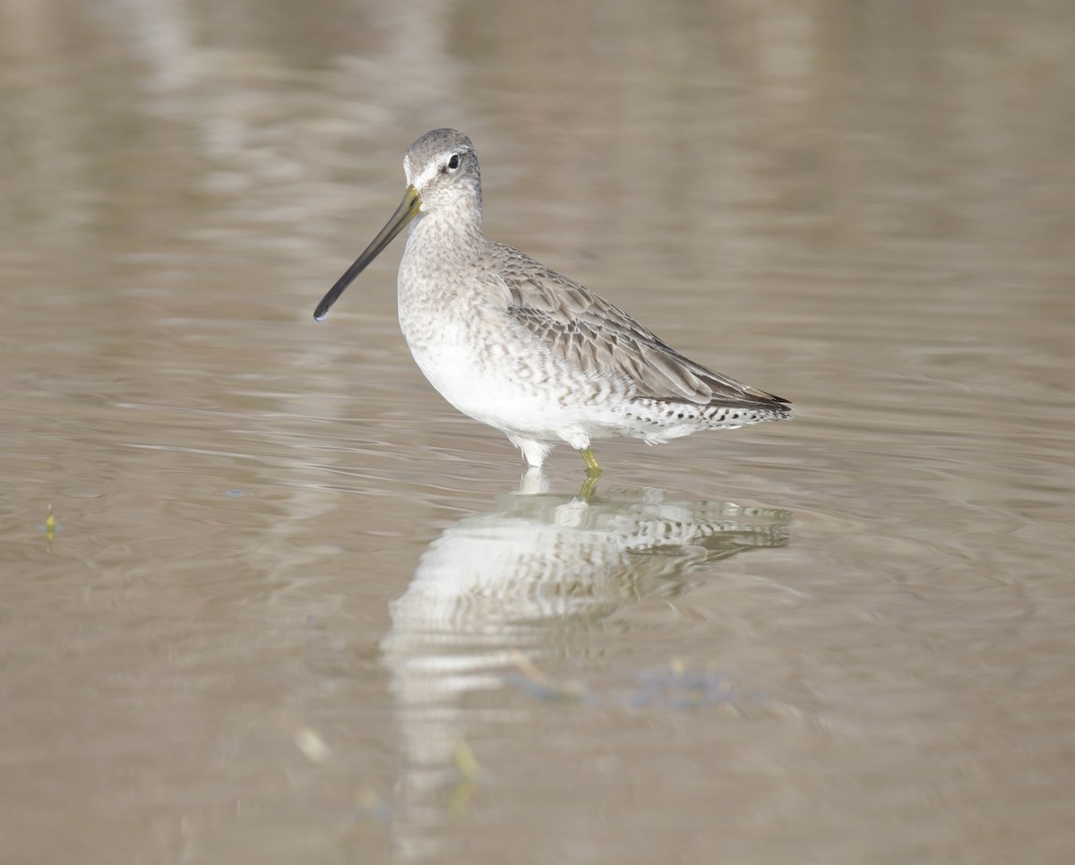 Long-billed Dowitcher - ML532450471