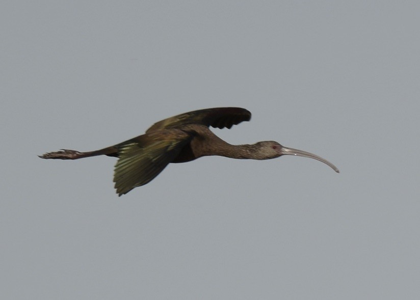 ibis americký - ML532450781