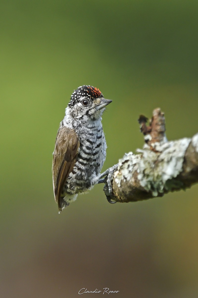 White-barred Piculet - ML532451361