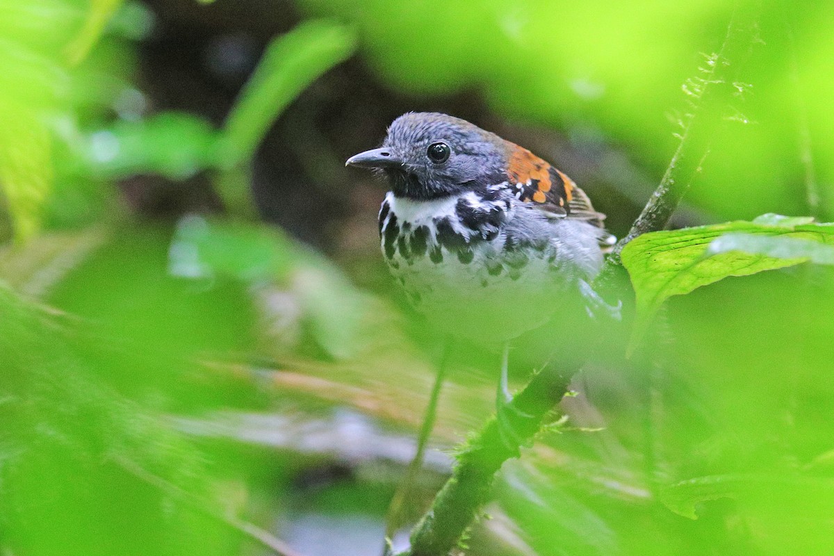 Spotted Antbird - ML532455081