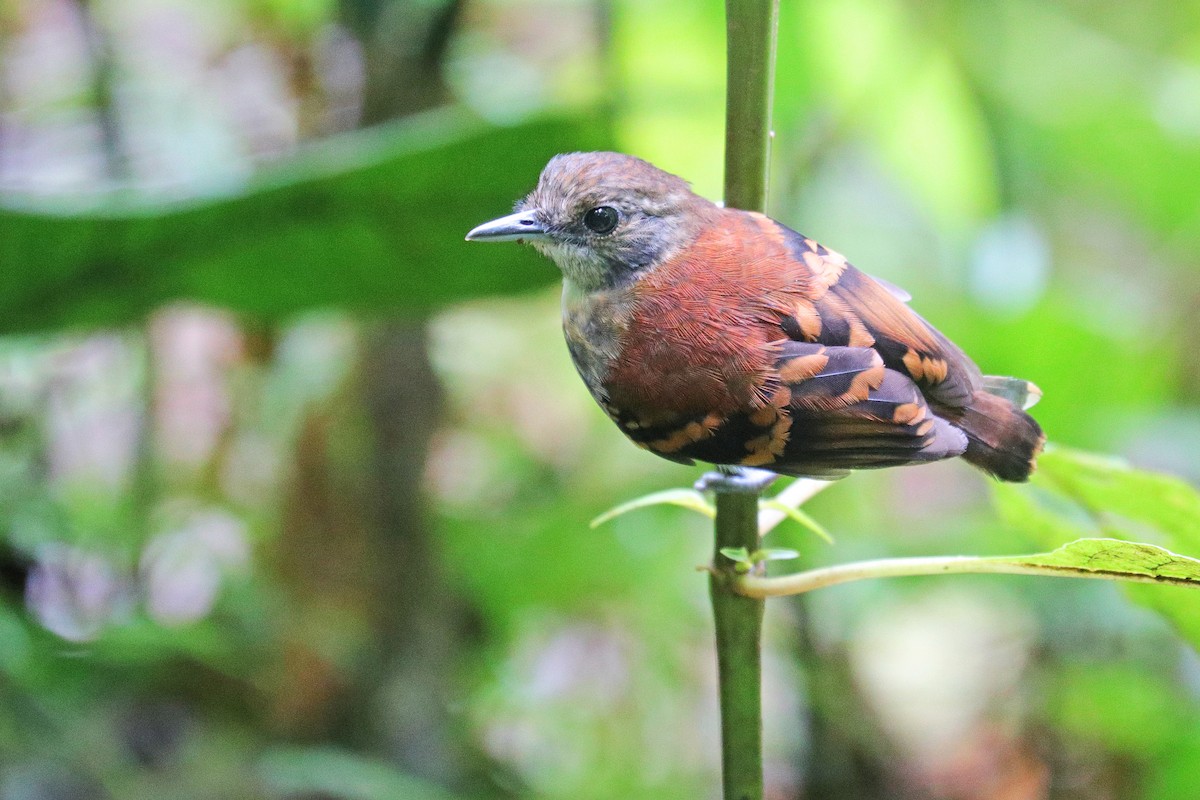 Spotted Antbird - ML532455251