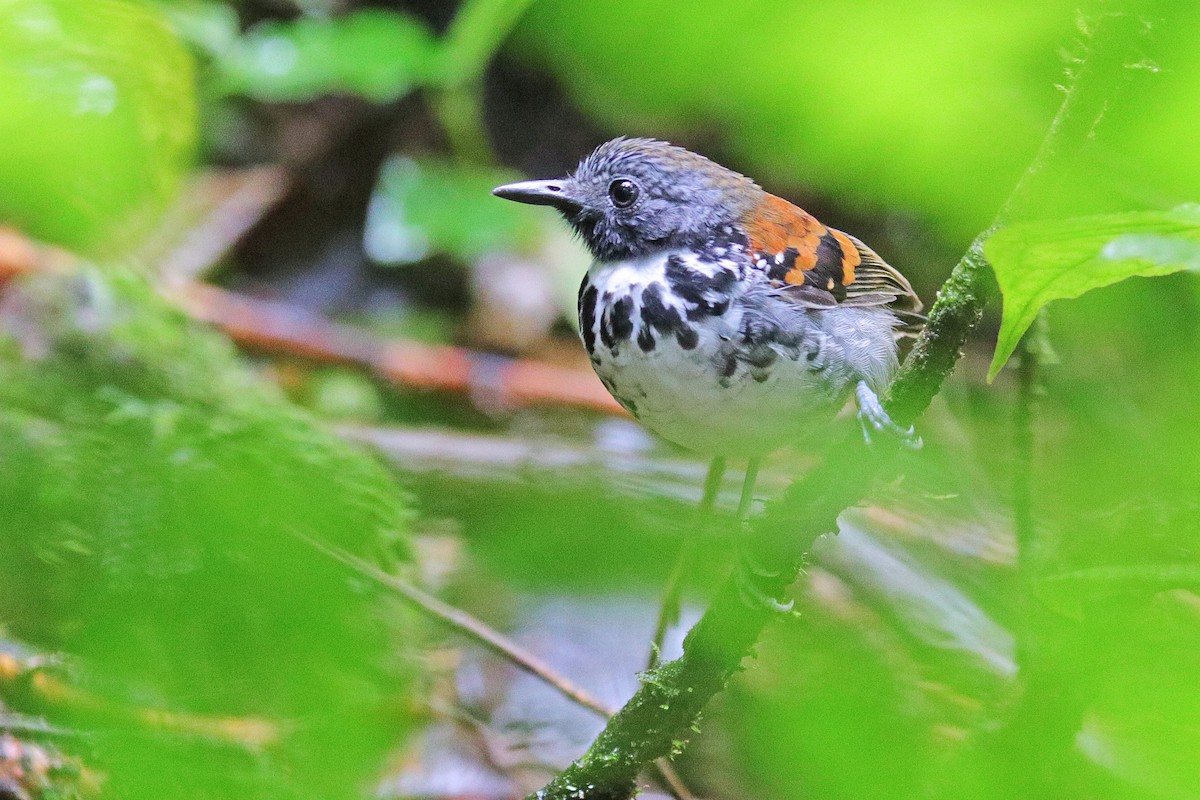 Spotted Antbird - Nathan Wall