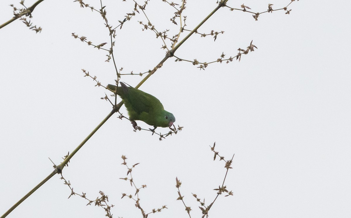 Перуанский попугай-крошка - ML532455761