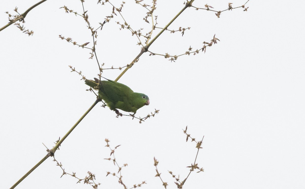 Перуанский попугай-крошка - ML532455821