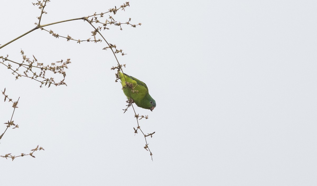 Перуанский попугай-крошка - ML532455911