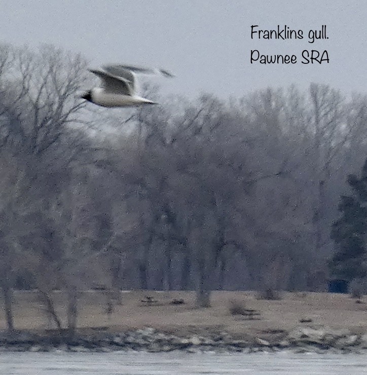 Franklin's Gull - ML532456301