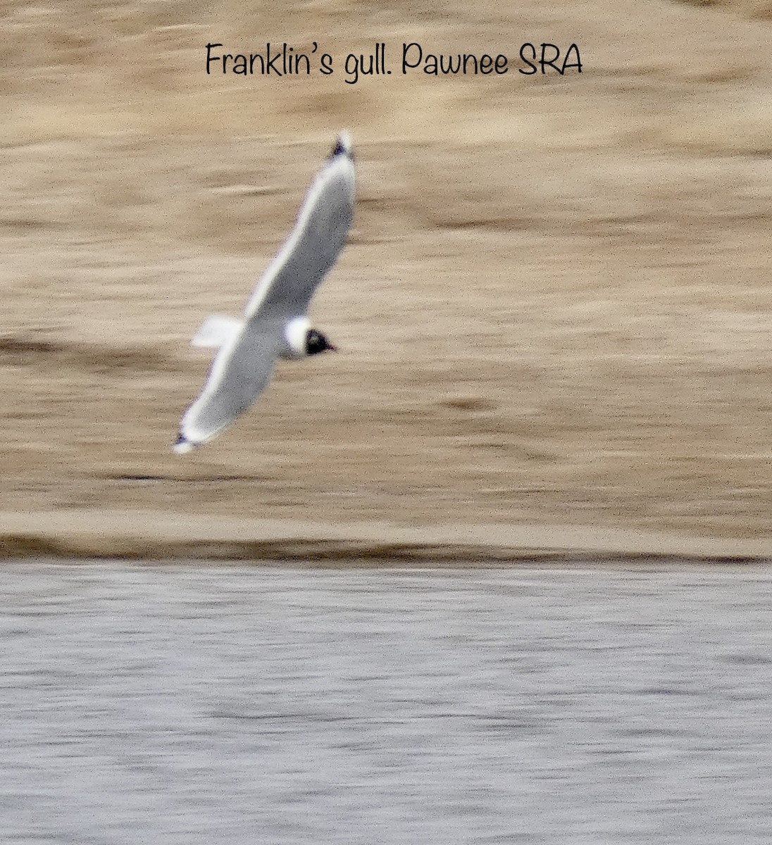 Franklin's Gull - ML532456711